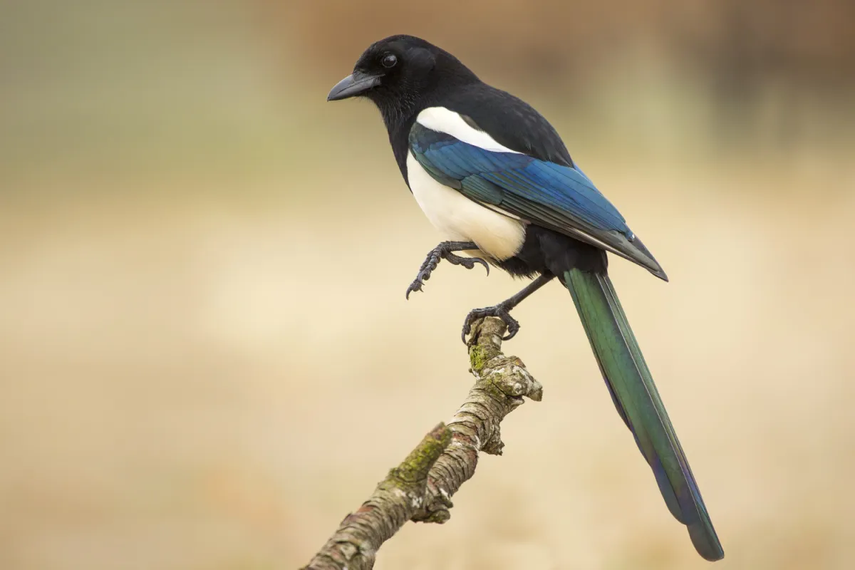 Murai Batu Cilacap: Seni Merawat Burung dengan Hati